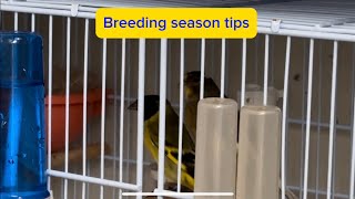 HOW TO Breed Mules | New Video of Aviary | Greensinger, Goldfinch, Canary and Siskin | Singing birds