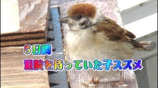 Ep46 ５日間も退院する私を待っていた可愛いすぎる子スズメ