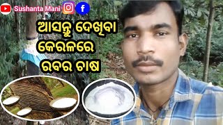 ଆସନ୍ତୁ ଦେଖିବା ରବର ଗଛ //natural rubber processing //odia vlogs//sushant mani vlogs