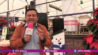 #Entérate #STV🟣Los productores de nochebuena en Atlixco se preparan por bajas temperatura