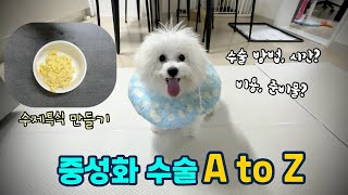 [Korean Bichon] Neutering My Puppy. vlog |  (price, surgery method, process, to prepare)