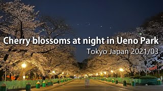 東京 上野公園の深夜の桜 / Cherry blossoms at night in Ueno Park 2021