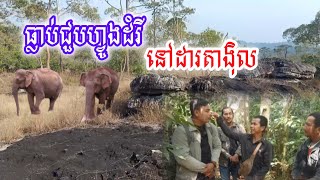 ជួបផ្ទាល់ហ្វូងដំរីនៅដារតាង៉ិល