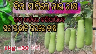 bottle gourd farming । soilless farming  । hydroponic farming bottle gourd । ବିନା ମାଟିରେ ନାଉ ଚାଷ