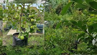 PERKEMBANGAN JAMBU KRISTAL DI PLANTERBAG 75 LITER UMUR 1 TAHUN