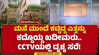 Haveri : ಸುಮಾರು ₹1 ಲಕ್ಷ ಮೌಲ್ಯದ ಎತ್ತು ಕದ್ದೊಯ್ದ ಕಳ್ಳರು | Siddappa Ningappa  |@newsfirstkannada