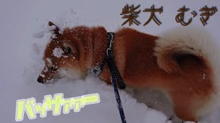 柴犬むぎ 雪に顔を突っ込む