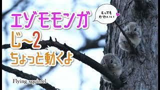 【エゾモモンガ】じ〜2 ちょっと動くよ　Flying squirrel