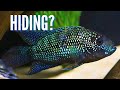 How to Make Your Aquarium Fish Stop Hiding