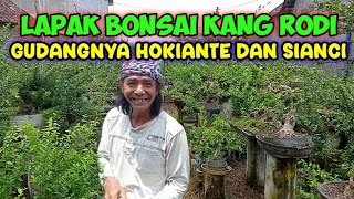 GUDANGNYA HOKIANTEA DAN SIANCI DI LAPAK KANG RODI