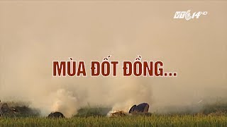 (VTC14)_ Mùa đốt đồng...