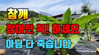 장마 오기전 지금 당장 참깨밭으로 달려가세요! 꼭 해야하는 3가지 일.