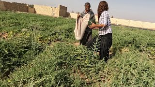 Watermelon harvest in the field _ Rural life style of IRAN