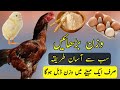 Murga mota karny ka tariqa | Aseel murga ka wazn kese badhayen | Chozon ka weight gain kese kren