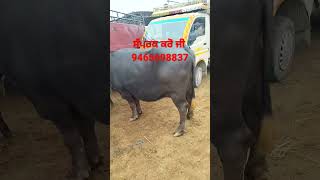 ਸਿਰਫ 75 ਹਜ਼ਾਰ ਵਿੱਚ ਬਹੁਤ ਵਧੀਆ ਮੱਝ ਵਿਕਾਉ @Dhaliwal_farming #farming #buffalo #animal #viral