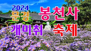 2024 문경 봉천사 개미취 축제장을 다녀오다