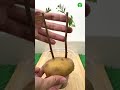 amazing method for grow tamarind tree from cutting by potato shorts omg trending