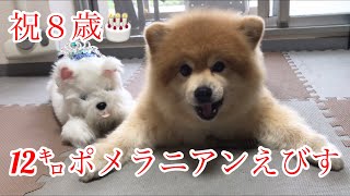 デカポメ🐾12㌔ポメラニアンえびす☆110☆㊗8歳️🎉