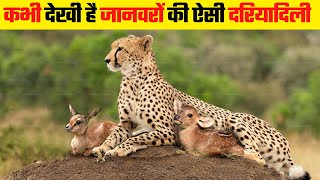 जब खूंखार जानवरों ने अपने दुश्मनों को लिया गोद |  Animals Adopting Other Animal Species