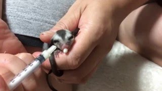 フクロモモンガ赤ちゃんにモモンガミルクをあげてみた。　I gave milk to the baby of the sugar glider