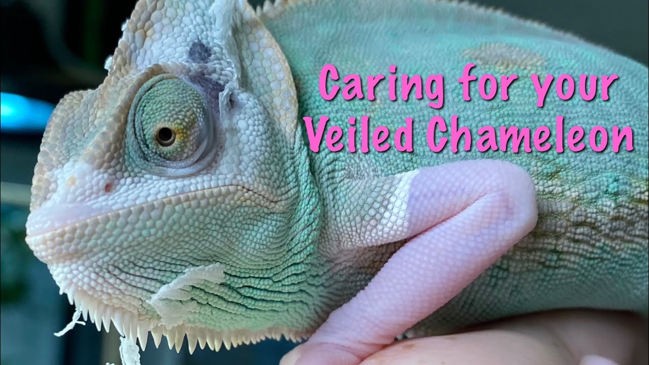 How To Care For Your Veiled Chameleon - YouTube