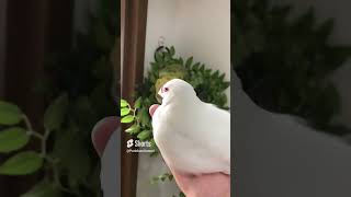 スローモーションで見る文鳥の美しさBeautiful java sparrow in slow motion.#文鳥 #birds