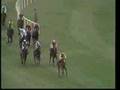 Golden Cygnet -1978 Supreme Novices' Hurdle