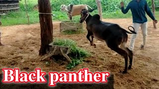 काला नगौरी बछड़ा black pure nagori bachhda | ox race | racing bulls | nagori bail