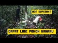 part 10 ekspedisi 2 bulan jelajah hutan Kalimantan tan#hutanrimba #survival #kayugaharu #animals