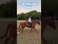 horse riding lesson 騎馬課