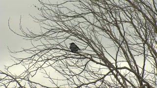 Scientists Detect Alarming Bay Area Bird Population Decline