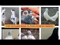 Top 10 rare high-flying pigeon breeds