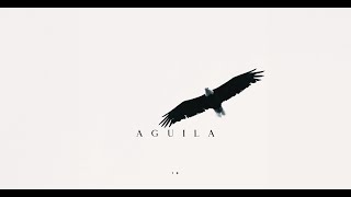 XILEF - Aguila