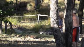 On a Rope at Barkala Farm / Pilliga Pottery Coonabarabran