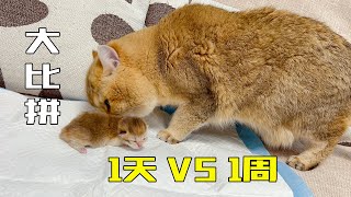 出生1天 VS 1周小奶猫，身材大比拼！