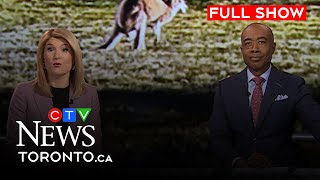 Bodycam footage of Ontario cops holding kangaroo by tail | CTV News Toronto at Six for Dec. 5, 2023