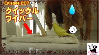 インコのぴーちゃん 何の上に乗ってるの？キャバリア犬207funny budgerigar