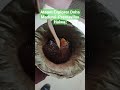 thirunelveli halwa madurai tamilnadufood premavilas qatar doha tamil kerala shorts viral