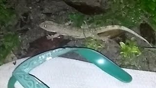 Astaga!!! Cicak Raksasa Part 1