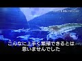 ミナミヌマエビ水槽⑤「成長した稚エビたち」こっちゃんの生き物係