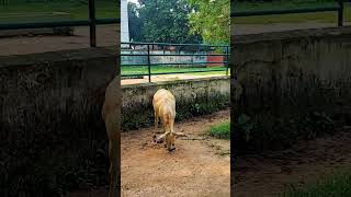 গাধার গাধামি #animal #nature #ass #donkey ##cow #sheep #hamba #veve #cat