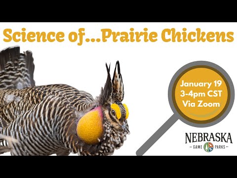 How many prairie chickens are left?