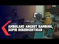 Angkut Kambing, Sopir Ambulans Desa Diberhentikan