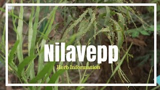 Nilavepp - Herb Information , Ayurvedic Plants Of India