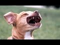 Dogs vs. leaf blowers – Funny dog compilation