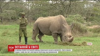 В Африці помер останній представник північних білих носорогів