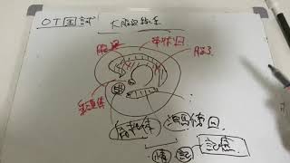 大脳辺縁系【作業療法国家試験攻略】