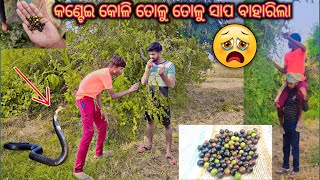 Kantei Koli// କଣ୍ଟେଇ କୋଳି 🍒