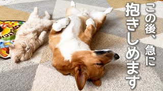 【スクープ映像】犬が猫を抱きしめる瞬間を捉えた【コーギー】【マンチカン】