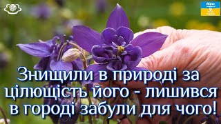 Знищили в природі за цілющість його - лишився в городі забули для чого!🌺